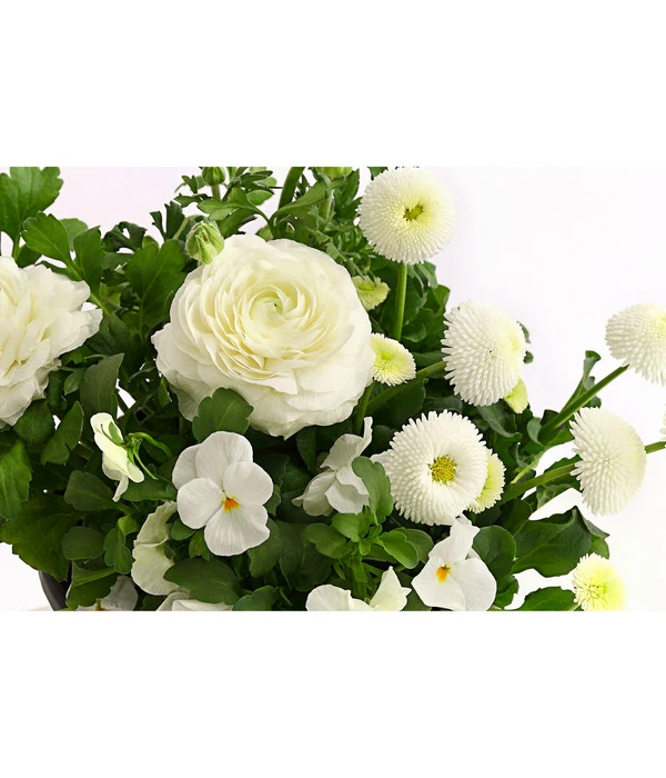 Pflanzen-Trio Frühling In Weiß 4 Pflanzen-Trio Frühling In Weiß – Bild 2