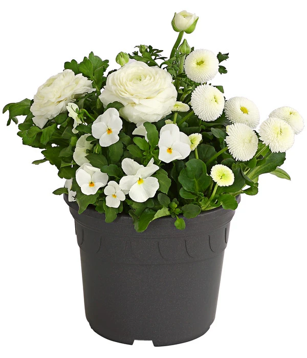 Pflanzen-Trio Frühling In Weiß 3 Pflanzen-Trio Frühling In Weiß