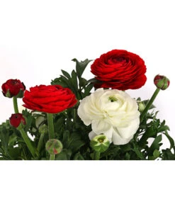 Ranunkel-Duo -Haus Pflanzen Welt 8823098 WE DE 001 RanukelnTwinT14