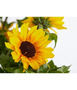 Sonnenblume 'SunBelievable®' -Haus Pflanzen Welt 8823122 PR DE 001 HelianthusSunbelievableSonnenblumeT14NeuheutDehnerExpressZS