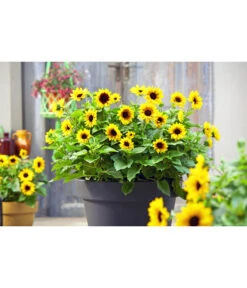 Sonnenblume 'SunBelievable®' -Haus Pflanzen Welt 8823122 PR MO 001 SonnenblumeHelianthusSunbelievableT14