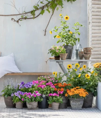 Mehlsalbei -Haus Pflanzen Welt 8823122 WE MO 001 HelianthusT14 2