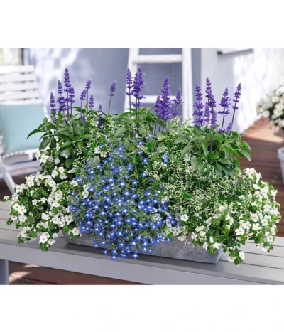 Männertreu 'Blue Eye' -Haus Pflanzen Welt 8823155 8809592 8826190 8815649 PR MO 001 SalviaBacopaSuteraLobeliaEuphorbiaBalkonkastenRenner