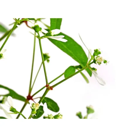 Zauberschnee 'Diamond Frost' -Haus Pflanzen Welt 8823155 WE DE 003 EuphorbiaDiamondFrost