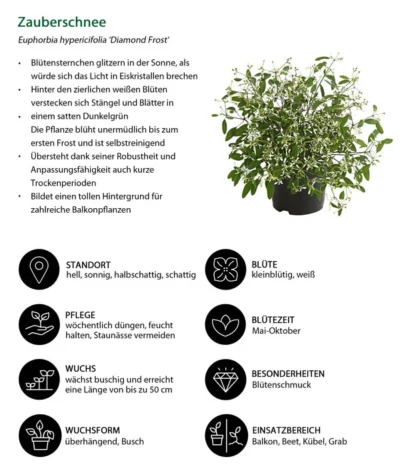 Zauberschnee 'Diamond Frost' -Haus Pflanzen Welt 8823155 WE IG 001 EuphorbiaDiamondFrostT14