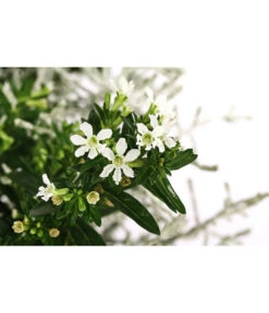 Pflanzen-Duo Herbstbrise, Verschiedene Sorten -Haus Pflanzen Welt 8823833 WE DE 001 GitterkrautKoecherbluemchenMixWeiss