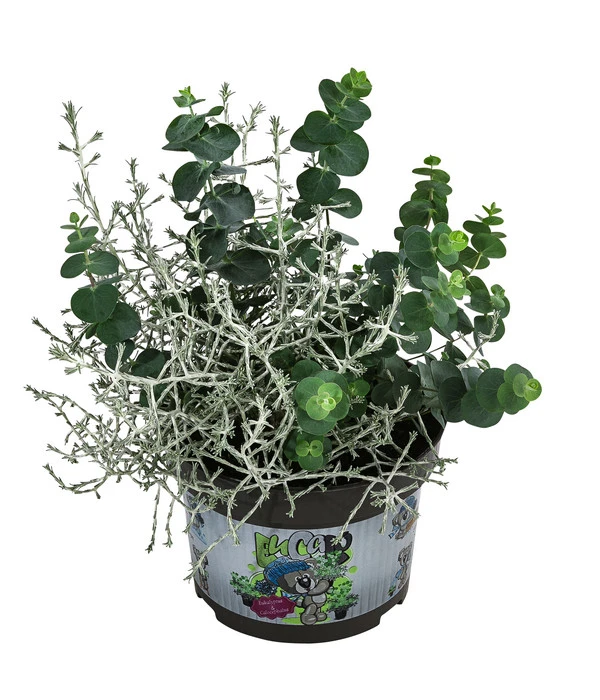 Pflanzen-Duo Herbstfrische 3 Pflanzen-Duo Herbstfrische