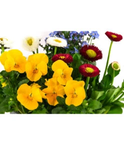 Frühlings-Quattro -Haus Pflanzen Welt 8823908 WE DE 001 FruehjahrQuattrosT13