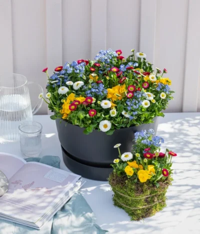 Frühlings-Quattro -Haus Pflanzen Welt 8823908 WE MO 001 FruehjahrQuattros