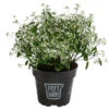 Zauberschnee 'Diamond Frost' Im Pottburri®-Topf -Haus Pflanzen Welt 8823965 WE FS 001 ZauberschneeDiamondFrostT14