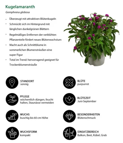 Kugelamaranth -Haus Pflanzen Welt 8824013 WE IG 001 Kugelamaranth