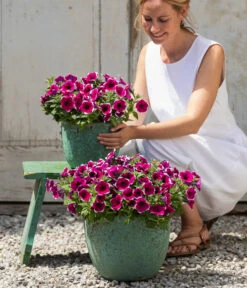 Hängepetunie 'Picotee' -Haus Pflanzen Welt 8824021 4273900 4273918 4273934 WE MO 001 HaengepetuniePicoteeT12 CrossSellTeaser 1