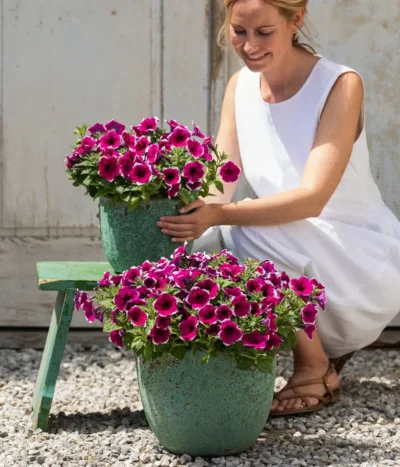 Hängepetunie 'Picotee' -Haus Pflanzen Welt 8824021 4273900 4273918 4273934 WE MO 001 HaengepetuniePicoteeT12 CrossSellTeaser 1