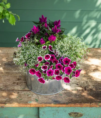 Federbusch 'Venezuela' -Haus Pflanzen Welt 8824021 8810657 WE MO 002 PetuniePicoteeMinihaengepetuniet12 Onlineshop 2022 KW29 02