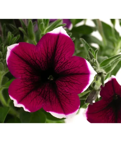 Hängepetunie 'Picotee' -Haus Pflanzen Welt 8824021 WE DE 003 HaengepetuniePICOTEET12