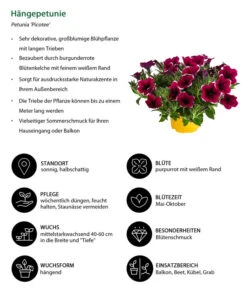 Hängepetunie 'Picotee' -Haus Pflanzen Welt 8824021 WE IG 001 Haengepetunie