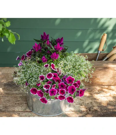 Hängepetunie 'Picotee' -Haus Pflanzen Welt 8824021 WE MO 002 PetuniePicoteeMinihaengepetuniet12 Onlineshop 2022 KW29 01