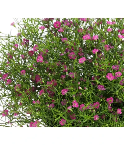 Mauer-Schleierkraut -Haus Pflanzen Welt 8824047 WE DE 002 GypsophyllaSchleierkrautT13 DehnerExpressHerzig