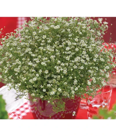 Mauer-Schleierkraut -Haus Pflanzen Welt 8824047 WE MO 001 GypsophilaMuralisFleurWhiteFlorensis