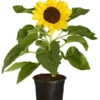 Sonnenblume -Haus Pflanzen Welt 8824096 PR FS 001 HelianthusAnnusSonnenblumeT13DehnerExpressZS