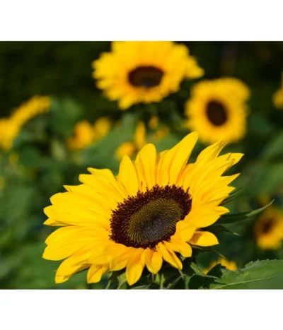 Sonnenblume -Haus Pflanzen Welt 8824096 PR FS 001 HelianthusSonnenblumePixabay