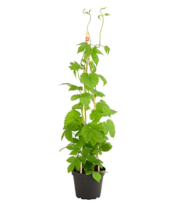 Echter Hopfen 3 Echter Hopfen