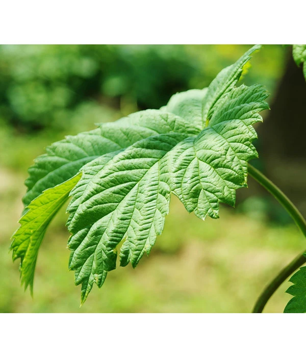 Echter Hopfen 7 Echter Hopfen – Bild 5