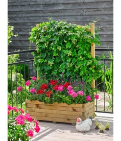 Echter Hopfen 8 Echter Hopfen -Haus Pflanzen Welt 8824245 WE MO 002 HopfenHumulusLupulusT13 8813032GeraniestehendMixT12