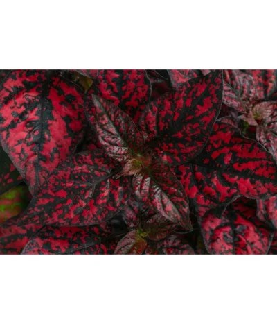 Punktblume 'Hippo', Verschiedene Sorten -Haus Pflanzen Welt 8824252 WE DE 001 HippoMixT12