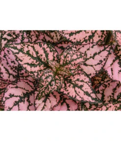 Punktblume 'Hippo', Verschiedene Sorten -Haus Pflanzen Welt 8824252 WE DE 002 HippoMixT12