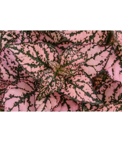 Punktblume 'Hippo', Verschiedene Sorten -Haus Pflanzen Welt 8824252 WE DE 002 HippoMixT12