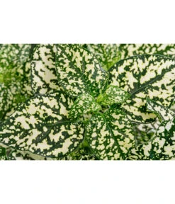 Punktblume 'Hippo', Verschiedene Sorten -Haus Pflanzen Welt 8824252 WE DE 003 HippoMixT12