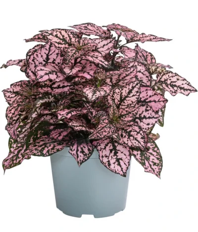 Punktblume 'Hippo', Verschiedene Sorten -Haus Pflanzen Welt 8824252 WE FS 002 HippoMixT12