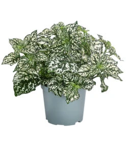 Punktblume 'Hippo', Verschiedene Sorten -Haus Pflanzen Welt 8824252 WE FS 003 HippoMixT12