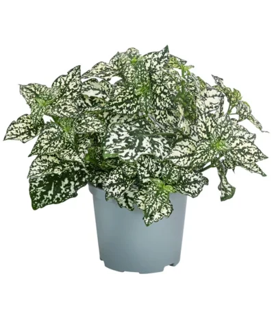 Punktblume 'Hippo', Verschiedene Sorten -Haus Pflanzen Welt 8824252 WE FS 003 HippoMixT12