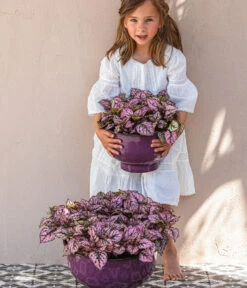 Punktblume 'Hippo', Verschiedene Sorten -Haus Pflanzen Welt 8824252 WE MO 002 PunktblumeHippo