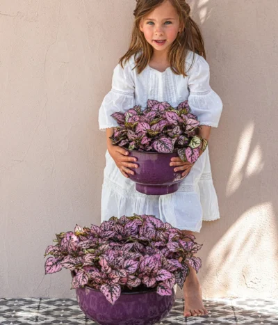 Punktblume 'Hippo', Verschiedene Sorten -Haus Pflanzen Welt 8824252 WE MO 002 PunktblumeHippo