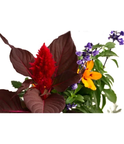 Pflanzen-Quartett Sunset -Haus Pflanzen Welt 8824351 WE DE 001 SommerMixT11