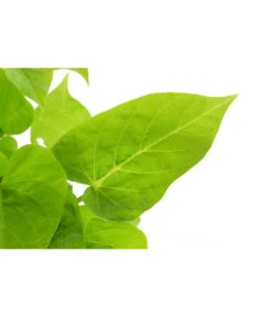 Süßkartoffel, Verschiedene Farben -Haus Pflanzen Welt 8824500 WE DE 001 IpromoeaT12