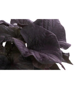 Süßkartoffel, Verschiedene Farben -Haus Pflanzen Welt 8824500 WE DE 002 SuesskartoffelT12