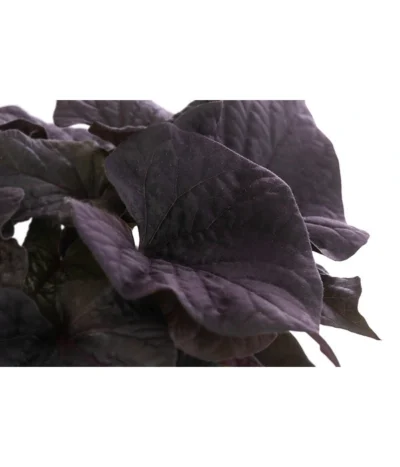 Süßkartoffel, Verschiedene Farben -Haus Pflanzen Welt 8824500 WE DE 002 SuesskartoffelT12