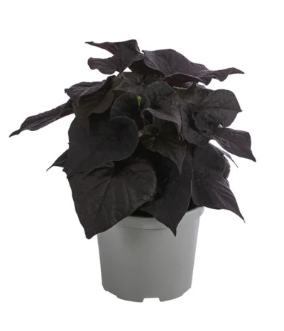 Süßkartoffel, Verschiedene Farben -Haus Pflanzen Welt 8824500 WE FS 002 SuesskartoffelT12