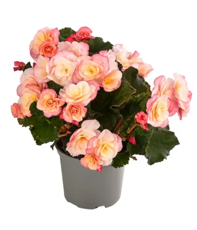 Begonie 'Cream Rose'