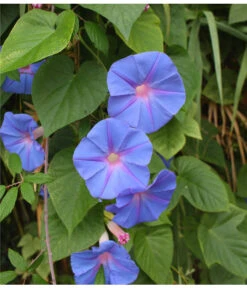 Prunkwinde 14 Prunkwinde -Haus Pflanzen Welt 8824674 WE DE 001 IpomoeaTricolorSirsch