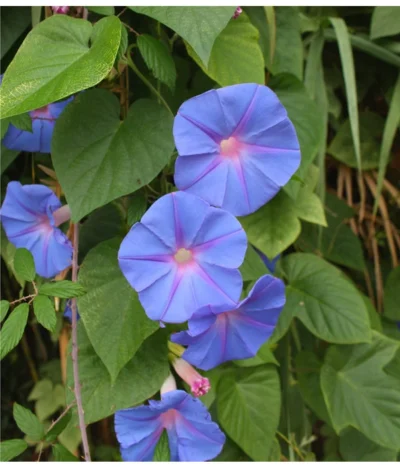 Prunkwinde -Haus Pflanzen Welt 8824674 WE DE 001 IpomoeaTricolorSirsch