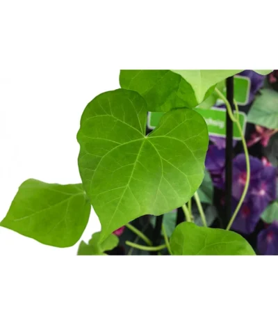 Prunkwinde -Haus Pflanzen Welt 8824674 WE DE 001 PrunkwindeIpomoeaTricolorT13