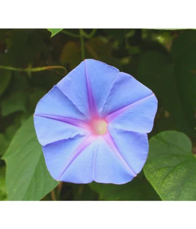 Prunkwinde -Haus Pflanzen Welt 8824674 WE DE 003 IpomoeaTricolorSirsch