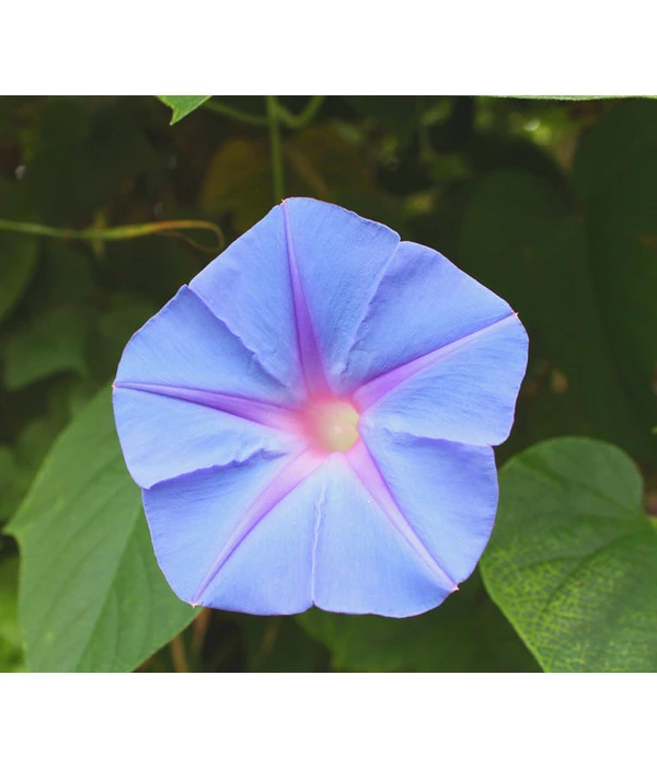 Prunkwinde 9 Prunkwinde – Bild 7