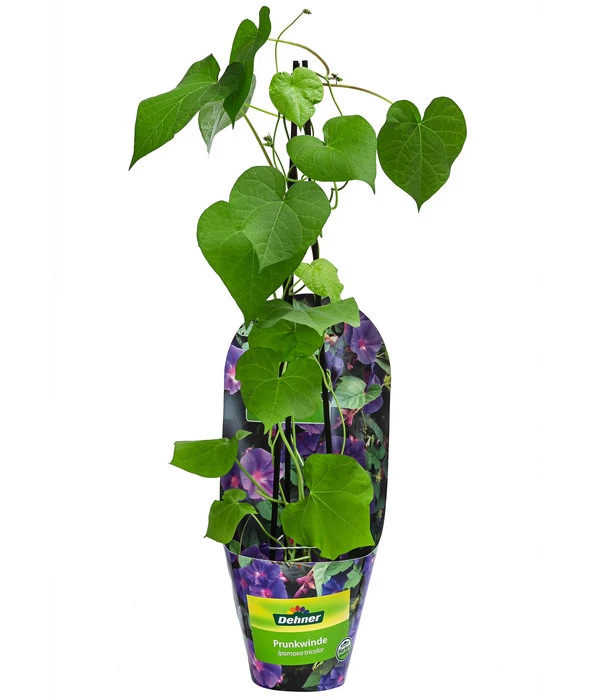 Prunkwinde 4 Prunkwinde – Bild 2