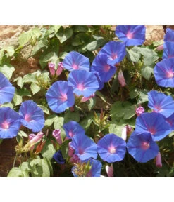 Prunkwinde 12 Prunkwinde -Haus Pflanzen Welt 8824674 WE MO 001 IpomoeaTricolorPixabay